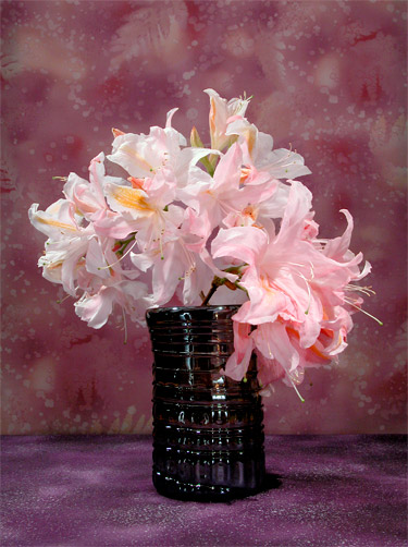 Life Azalea