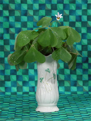 Irish Clover