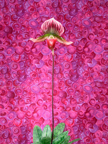 Lady in Pink