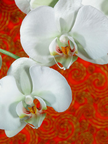 Floating Orchid