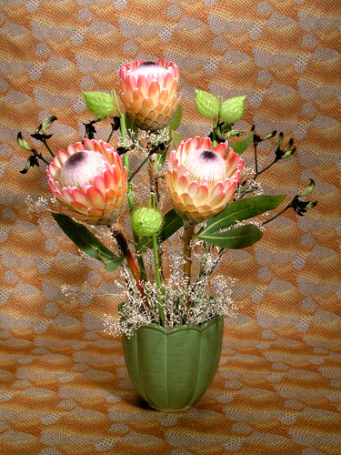 Pink Protea