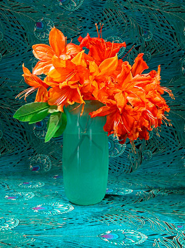Red-orange Azalea