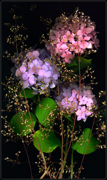 Hydrangeas and Sprinkles