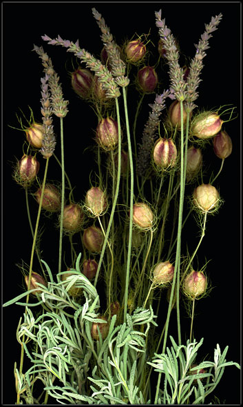 Striped Pods and Lavender