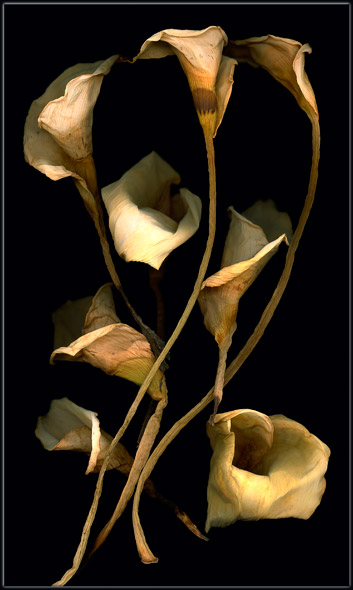 Dried Callas