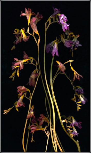 Dried Freesia