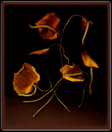 Dried Reds