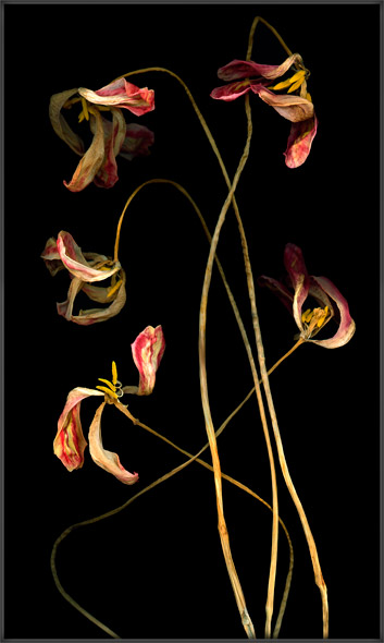 Striped Tulips