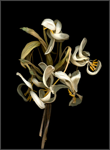 White Tulips Dried