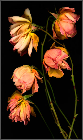 Wilted Roses