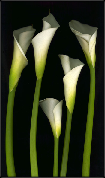 Calla Lilies
