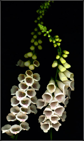 White Foxglove 2