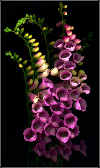 Purple Foxglove