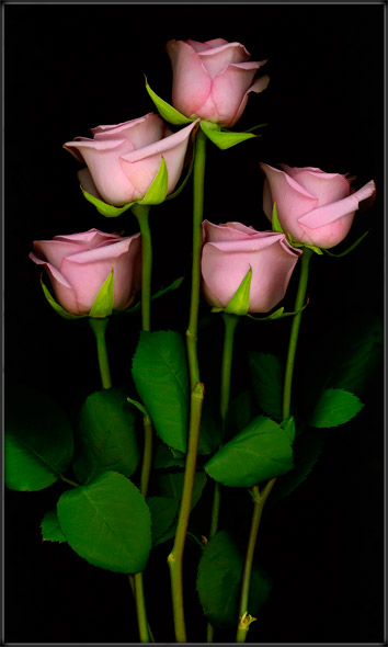 Violet Roses