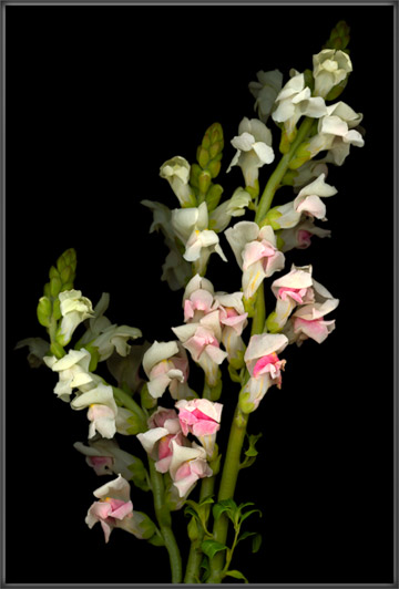 Snapdragons