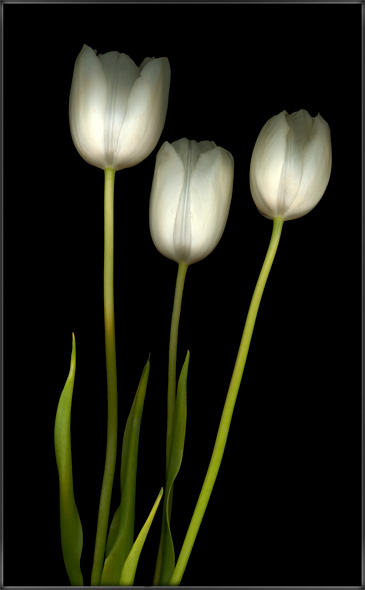 White Tulips