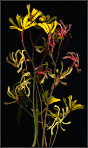 Kangaroo Paws
