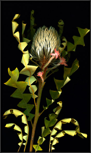 Thistle