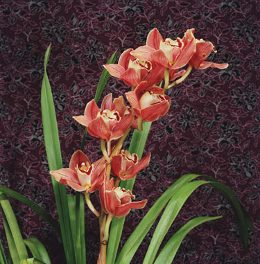 Bronze Cymbidium