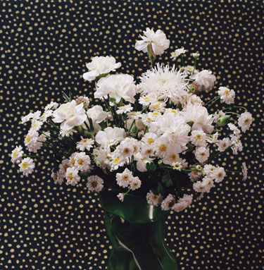 Dark Daisies