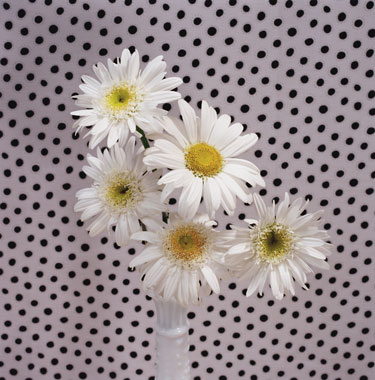 Light Daisies