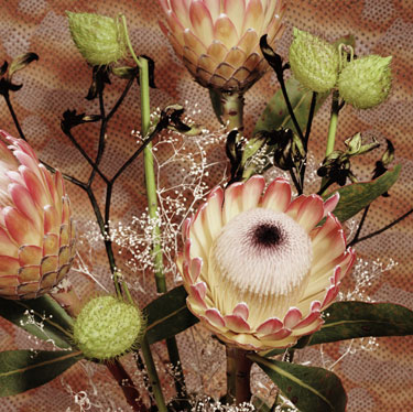 Pink Protea