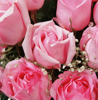 pink roses.  Pink Roses 2004. Chromogenic Photographic Print Image Size: 16"h x 16"w