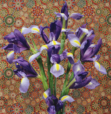 Purple Iris
