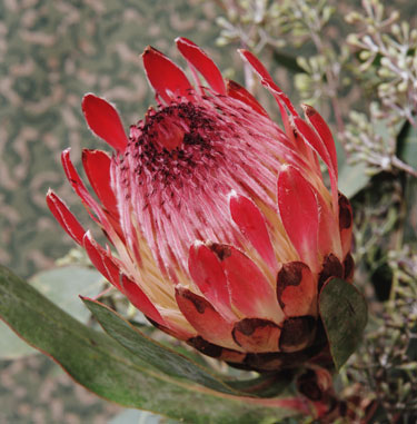 Red Protea CU