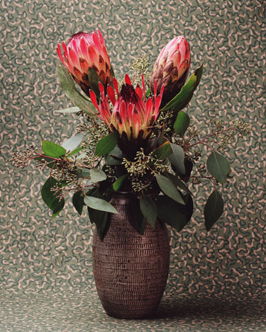 Red Protea FF
