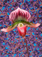 Orchid 38