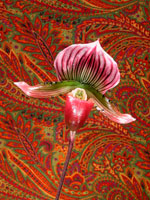 Orchid 68
