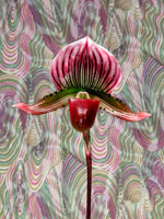 Orchid Who Me?